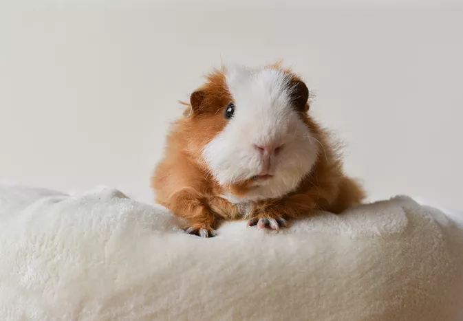 Guinea Pigs